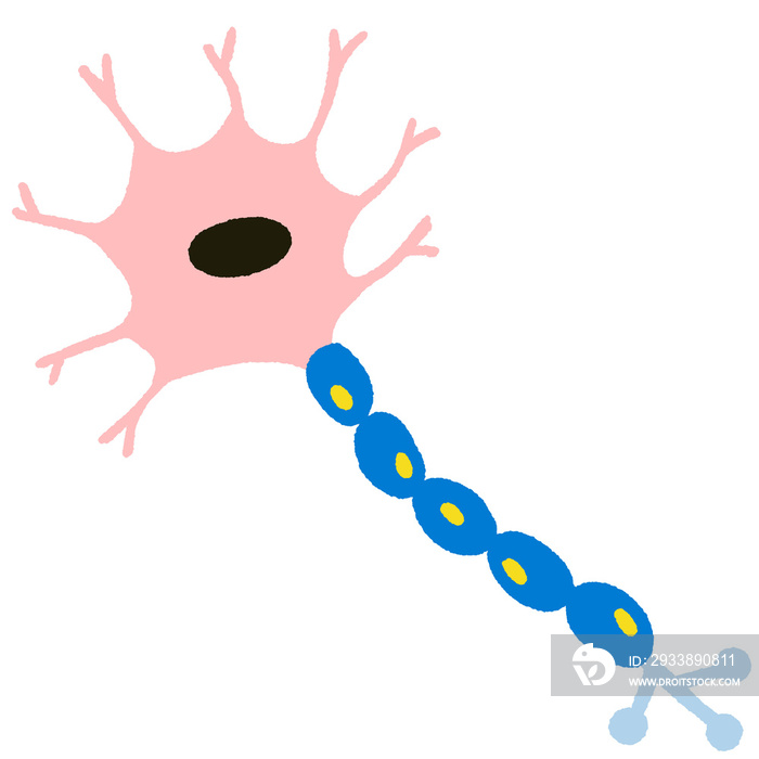 学校-Biology_Judit_Zengovari_11