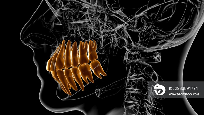 Human Teeth Anatomy 3D Illustration For Medical