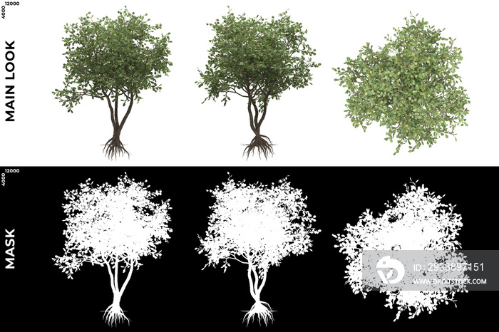 树木（Clusia Rosea）的前视图、左视图和俯视图的3D渲染，使用alpha遮罩进行剪切和PNG e