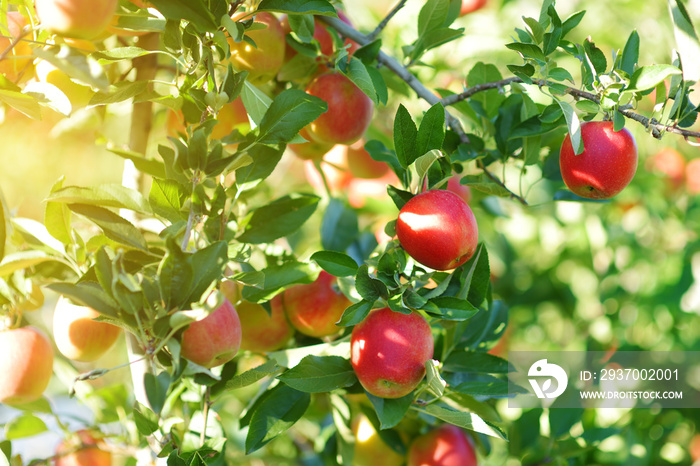 Red apples on apple tree branch on autumn day