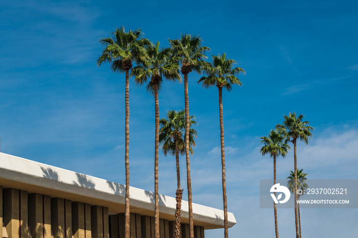 A mid-century modern building and a row of palm trees