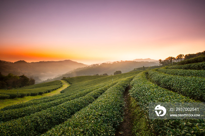 泰国北部清莱的茶园。