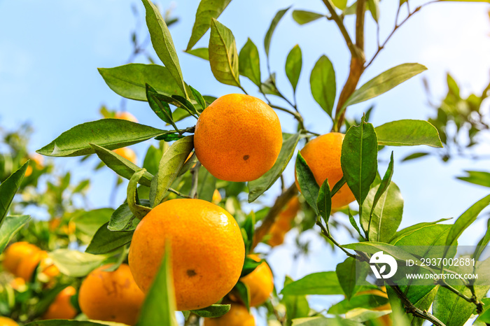 橘子园里的成熟橘子