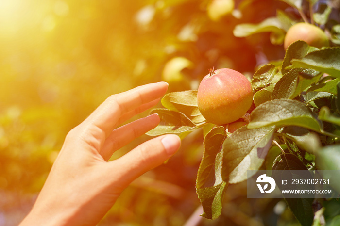妇女举起手从树上摘下新鲜的红苹果。农村和健康概念。