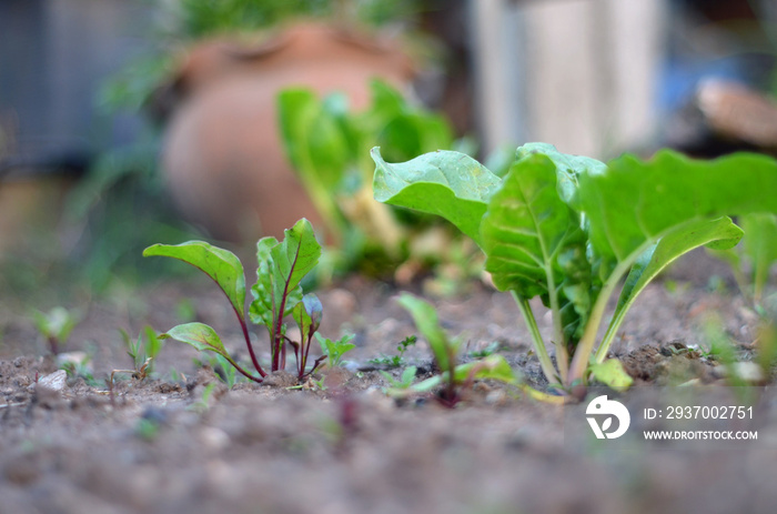 Pequeñas plantas de acelga y remolacha en el huerto urbano