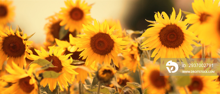 Wunderschöne Sonnenblumen