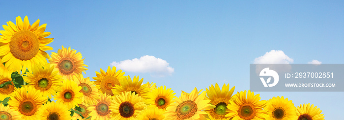 Wunderschöne Sonnenblumen