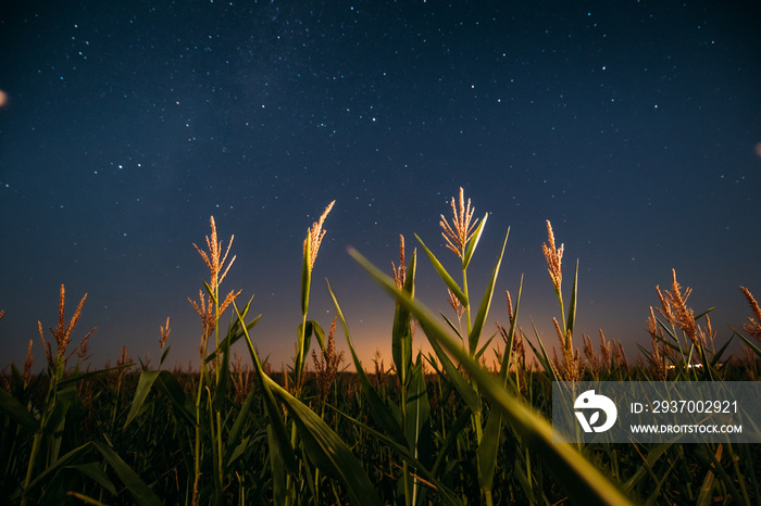 夏季绿色玉米种植园上方的夜空