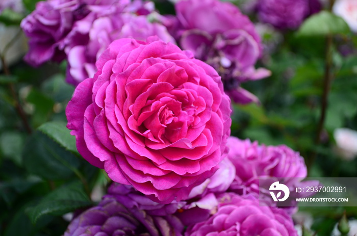 amazingly beautiful roses on the island of Nessebar Bulgaria