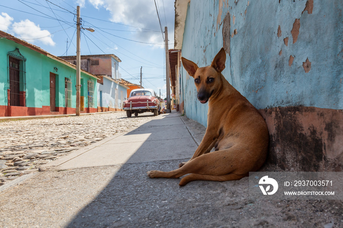 Homeless Street dog relaxing in a shade during a hot and sunny day. Taken in a small Cuban Town, Tri