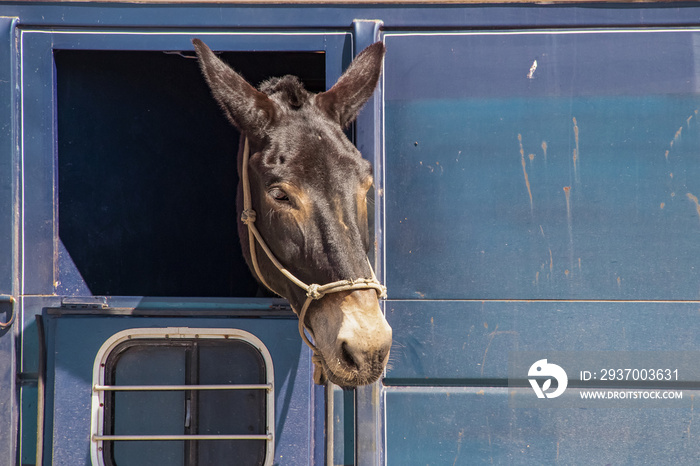 Horse or donkey with its head sticking out of a window in a dirty horse trailer