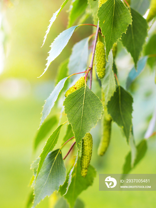 Tender fresh green birch leaves on a tree in sunny weather_