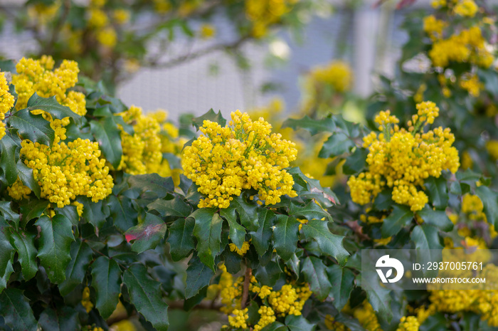 Mahonia aquifolium正在开花，黄色开花植物称为俄勒冈葡萄，羽状绿叶和cl