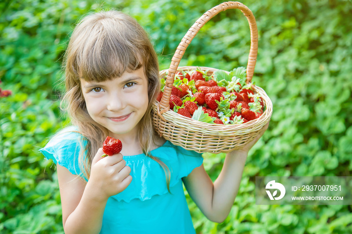 The child collects strawberries in the garden. Selective focus.