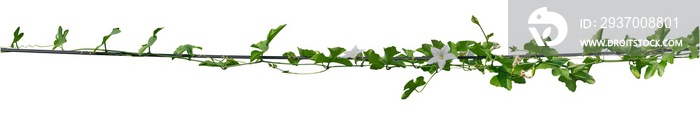 Vine plant ivy isolated on white background. Clipping path