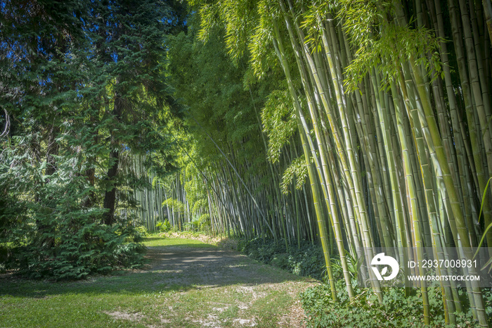 Allée de bambous verts dans la Bambouseraie dAnduze