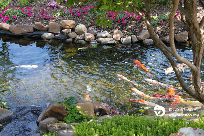 Colorful Koi fish in a rock edged stream lined with trees and flowers - selected focus