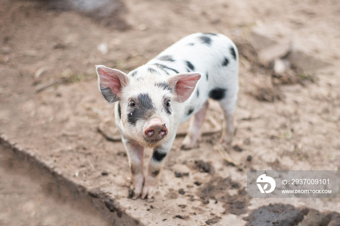 Little cute spotted piglet on the farm.