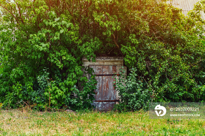 Old wooden door of an abandoned overgrown cellar