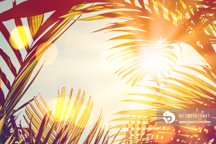 热带棕榈树，日落天空云层抽象背景上有五颜六色的波克太阳光。
