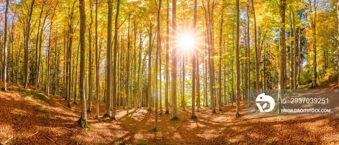 Waldbaden bringt Entspannung für Körper, Geist und Seele