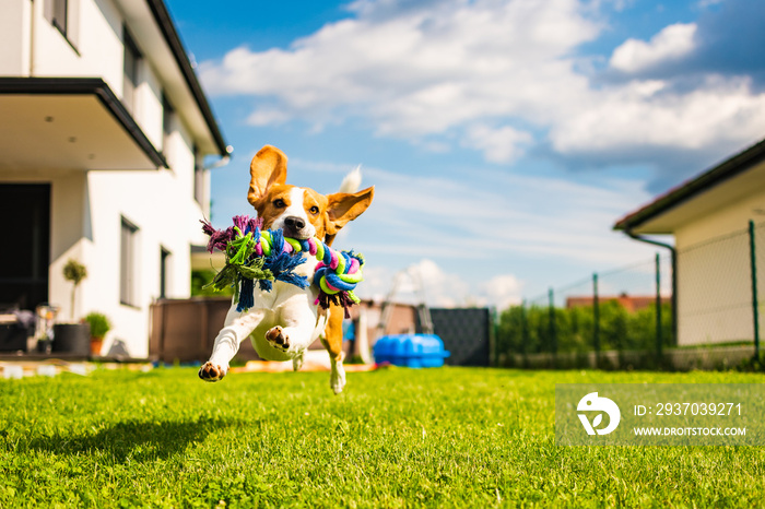 Beagle dog running with a toy in garden, towards the camera