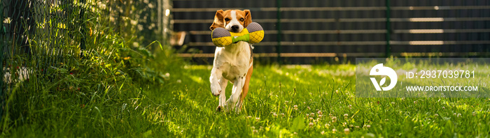 三色比格犬拿着一个成熟的玩具，飞快地跑向镜头。