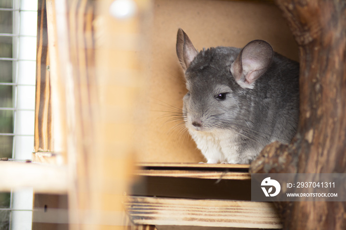 portrait of cute chinchilla living in wooden handmade cage, concept of pets care, furry rodents