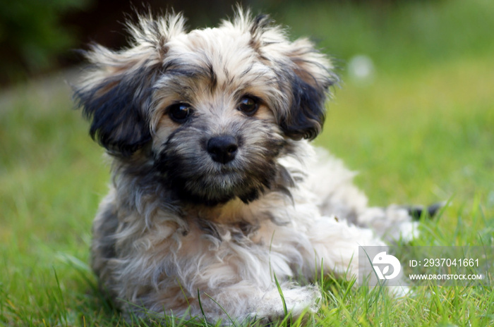 Havanese Hund auf der grünen Wiese