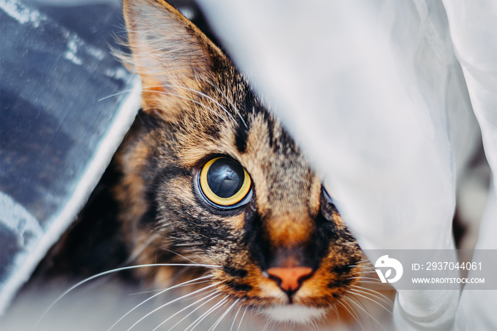 隐藏在窗帘后面的猫对着镜头看大眼睛的肖像