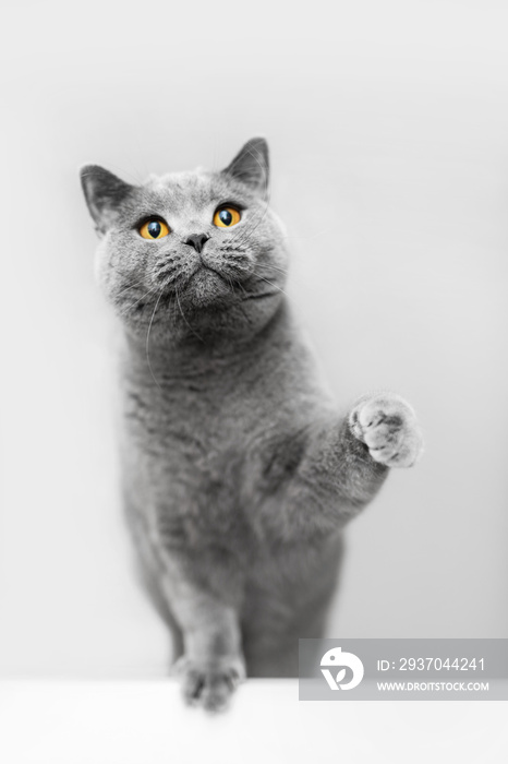 可爱的灰猫抬起爪子，玩耍。