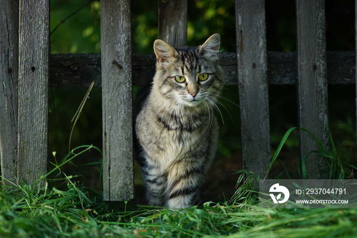 美丽的毛茸茸的虎斑猫肖像，从古老的木制乡村围栏上走过