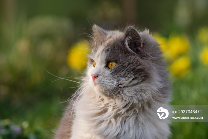 花园里的英国长毛猫。猫的特写。有趣的黄眼睛小猫。猫的样子