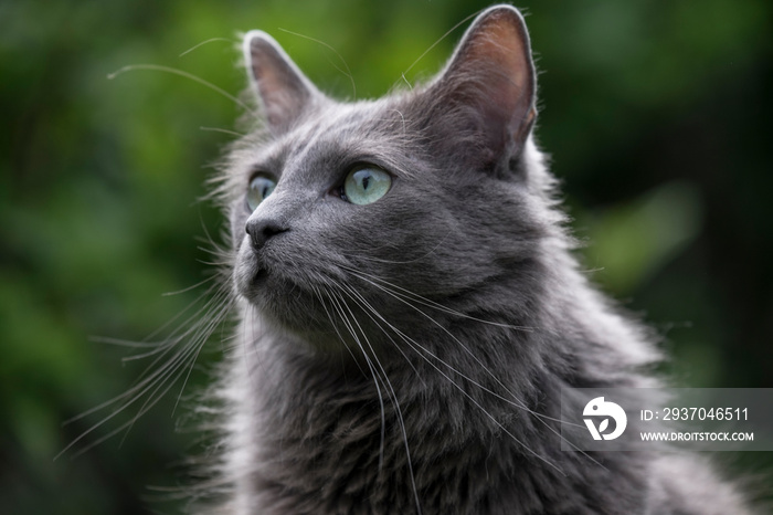 在花园里，一只罕见的蓝眼睛Nebelung猫抬头凝视。专注于鼻子和胡须