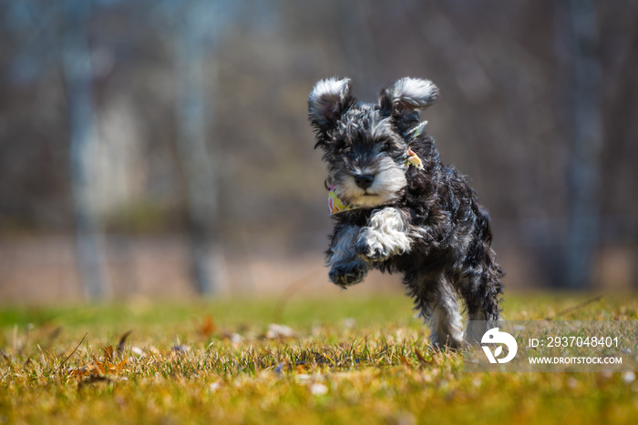 portrait of mini schnauzer puppy with cute flopped over ears