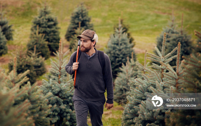 Young man walking among spruce trees