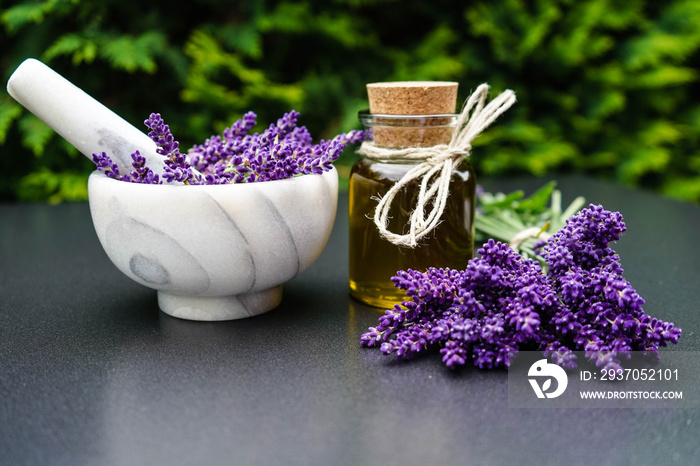 Schmalblättrige Lavendel - Lavandula angustifolia