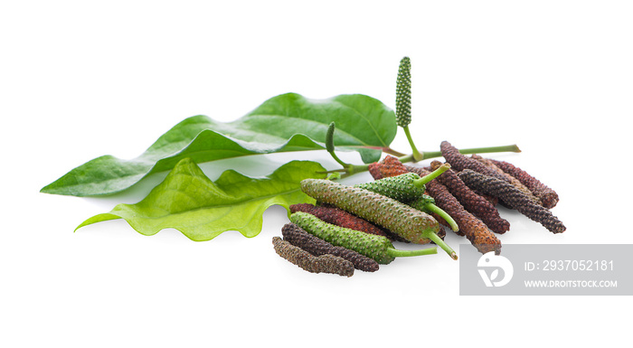 Long pepper isolated on white background