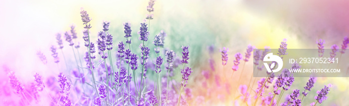 Soft focus on lavender flowers in flower garden, lavender flowers lit by sunlight