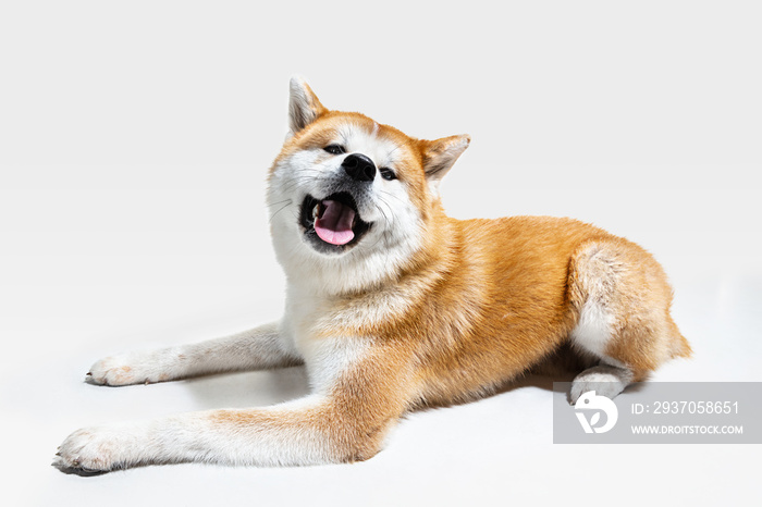 秋田犬幼犬正在摆姿势。可爱的白色布劳恩犬或宠物正在躺着，看起来很开心。