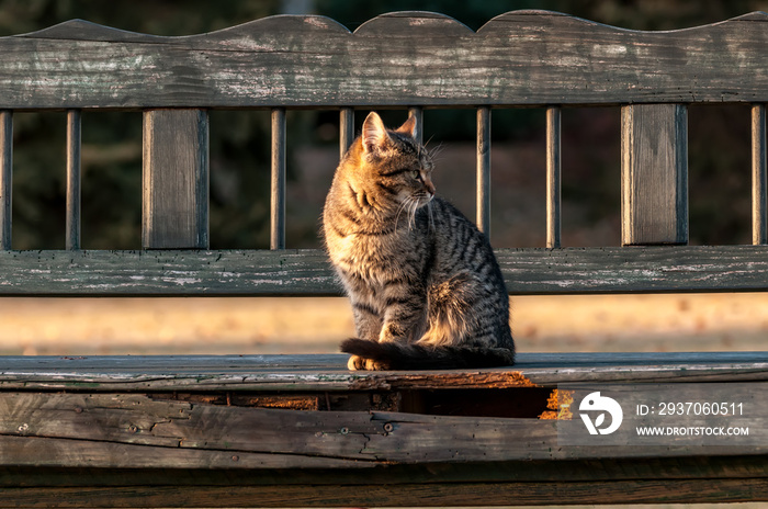 A housecat sitting on a bench in a backyard