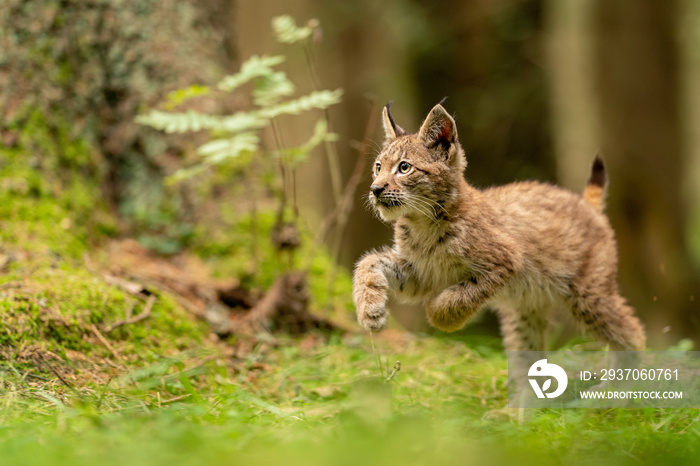 绿色森林草丛中可爱而好奇的小山猫幼崽