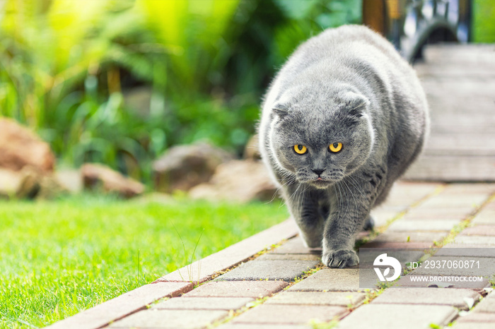 Big fat overweight serious grey british cat with yellow eyes walking on road at backyard outdoors wi
