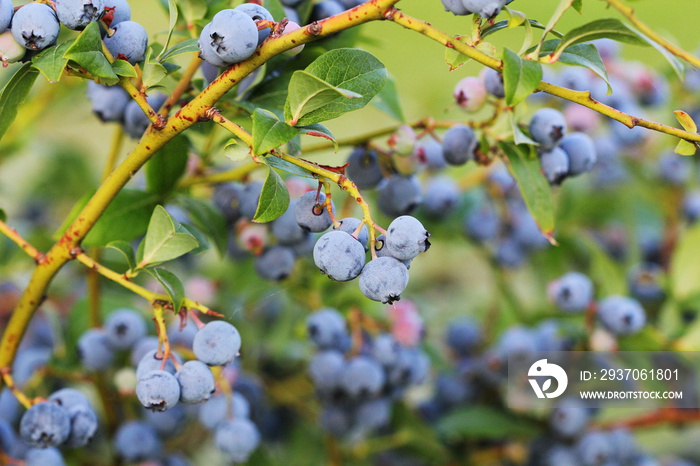 Blueberries ripening on the bush. Shrub of blueberries. Growing berries in the garden. Close-up of b