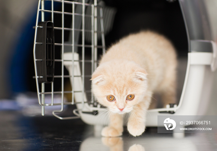 close up of scottish fold kitten in cat carrier