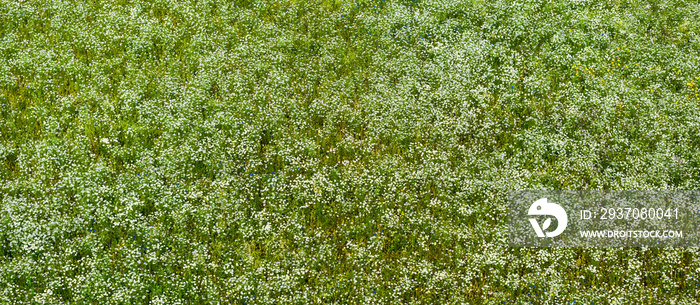 盛开的洋甘菊田全景鸟瞰图。绿草如茵。夏季花卉图案。濑户岛，埃斯托
