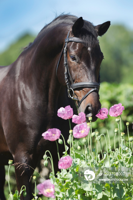 hübscher brauner Warmblut Wallach steht im blühenden pinken Mohn, Porträt eines schönen Pferdes