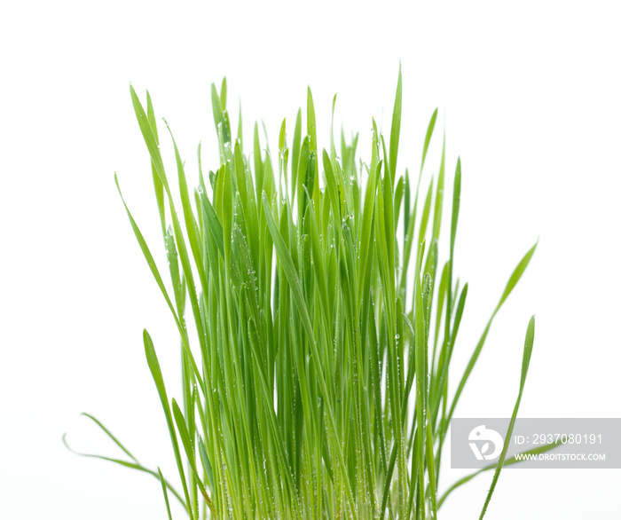 .Green wheat grass isolated on white background