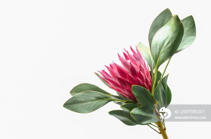 Protea花束。白色背景下盛开的粉红色King Protea植物。特写。Holida