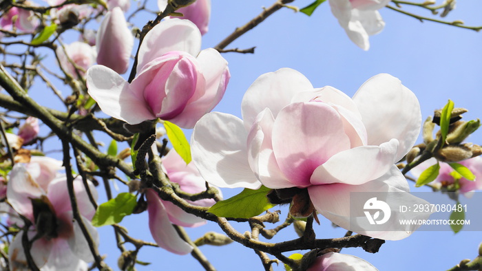 木兰花树。蓝天背景下美丽的木兰花特写。日本杂志
